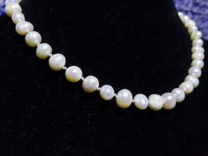 Top Quality Freshwater Pearl, Hand Knotted Silk Choker Necklace, 15" with Lobster Claw Clasp.