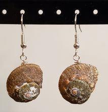 Load image into Gallery viewer, Hand Crafted, Seashell &amp; Silver Tone Fish Hook Earrings