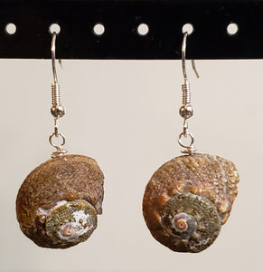 Hand Crafted, Seashell & Silver Tone Fish Hook Earrings